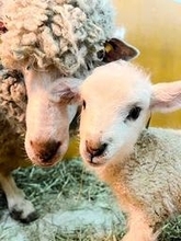 元気な子ヒツジ、今年もこんにちは　3月にかけ出産ピーク　神戸・六甲山牧場、一般公開は3月下旬