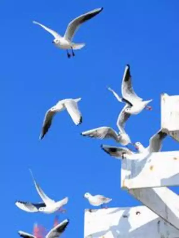 冬の使者、青空を背に舞う　渡り鳥ユリカモメが神戸港に飛来