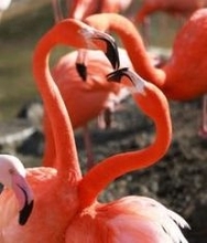 恋のシンボル「ハート」色鮮やかに　繁殖期のフラミンゴ、求愛行動が盛んに　神戸・王子動物園