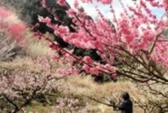 山あい彩るウメ、半月以上早く開花　兵庫・上郡の坂本梅園、120本が見頃