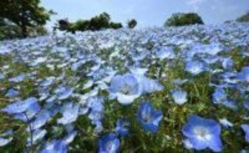 澄んだ青、ネモフィラ100万輪　体験型施設こうべアグリパークで次々開花　神戸市西区