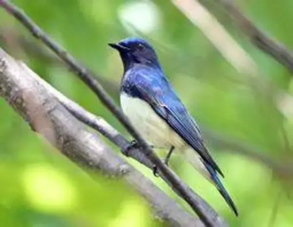 青い夏鳥、阪神間に続々飛来　長旅の疲れを癒やす姿　目撃の愛鳥家「こんな幸運な日はない」