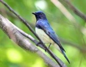 青い夏鳥、阪神間に続々飛来　長旅の疲れを癒やす姿　目撃の愛鳥家「こんな幸運な日はない」