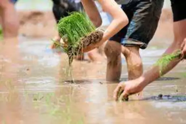 大畑大介さん、下柳剛さんと行く!「加西・田植えツアー」　6月13日、2人のトークも　参加者募る