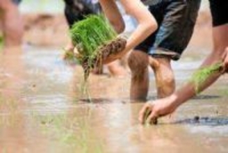 大畑大介さん、下柳剛さんと行く!「加西・田植えツアー」　6月13日、2人のトークも　参加者募る