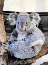 8歳コアラ「こまち」イングランドの丘へ　北方系の雌、ペアリングへ借り入れ　南あわじ