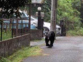市川町でツキノワグマ目撃　散歩中の男性が山林内の住宅地で　ウロウロしている様子　兵庫