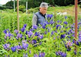 リンドウ色鮮やか、気品漂わせ　兵庫・西播磨で出荷最盛期　10戸が生産「特産品として普及を」