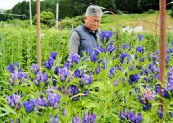 リンドウ色鮮やか、気品漂わせ　兵庫・西播磨で出荷最盛期　10戸が生産「特産品として普及を」