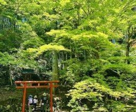 緑に赤、古刹に鮮やかな対比　兵庫・丹波篠山の洞光寺境内