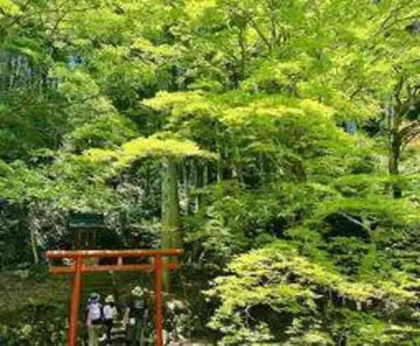 緑に赤、古刹に鮮やかな対比　兵庫・丹波篠山の洞光寺境内