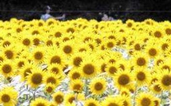 夏空に黄色の笑顔、咲き揃う　ヒマワリ見頃　丹波市春日の農園