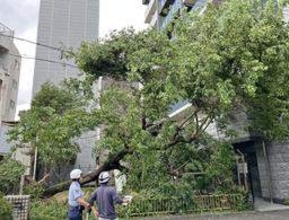 台風6号、兵庫県南部中心に強風被害　姫路で男性1人けが　神戸では倒木など60件確認