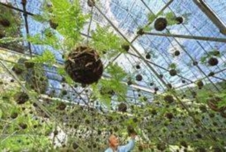 風に揺れる涼、伝統のつりしのぶ　宝塚の専門農園で出荷本格化　6年以上かけ丹精　兵庫　
