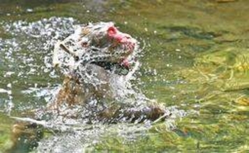厳しい残暑、サルも渓流で水遊び　佐用のモンキーパーク　来園者に「サルかき」披露、巧みに泳ぐ
