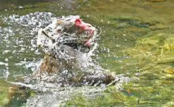 厳しい残暑、サルも渓流で水遊び　佐用のモンキーパーク　来園者に「サルかき」披露、巧みに泳ぐ