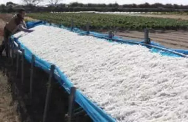 青空の下、鮮やかな「白」　切り干し大根作り最盛期　兵庫・たつの