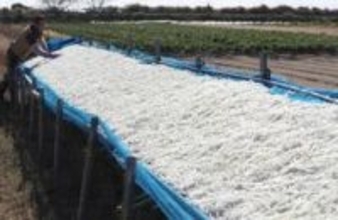 青空の下、鮮やかな「白」　切り干し大根作り最盛期　兵庫・たつの