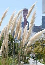 白銀の穂ふわふわ、秋の気配　神戸ポートミュージアム敷地内　潮風に揺れるパンパスグラス