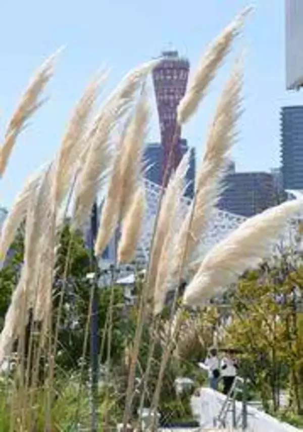 白銀の穂ふわふわ、秋の気配　神戸ポートミュージアム敷地内　潮風に揺れるパンパスグラス