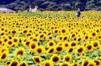 夏恒例、佐用のヒマワリが例年より早く開花　3地区に55万本、祭りや花火大会も　兵庫