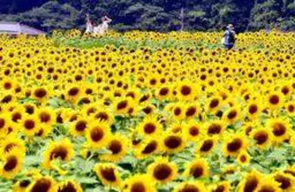 夏恒例、佐用のヒマワリが例年より早く開花　3地区に55万本、祭りや花火大会も　兵庫