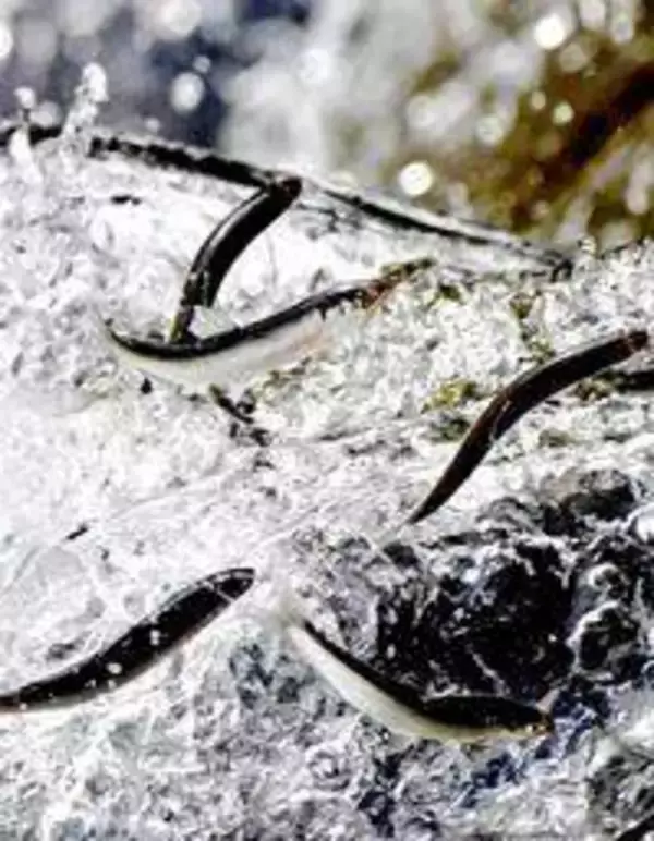 上流目指し、跳ねるアユ　兵庫・揖保川で遡上本格化　6月に漁解禁