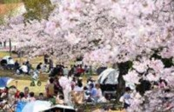 神戸「しあわせの村」で桜満開　市内の名所の一つ、親子連れでにぎわう