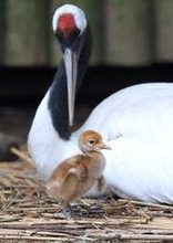 タンチョウのひな、王子動物園で30年ぶり誕生　薄茶色の産毛ふわふわ、愛くるしく　神戸市灘区