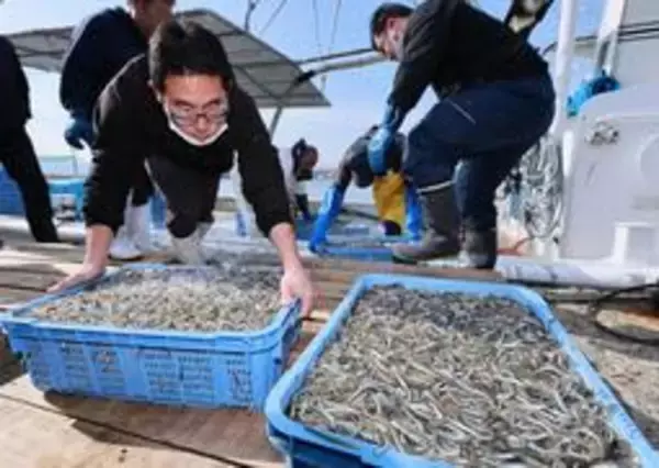 瀬戸内の春の風物詩　イカナゴシンコ漁、播磨灘で解禁　明石・林崎漁港、初日は水揚げ少なく