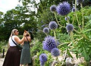六甲高山植物園でヒゴタイ見頃　球状の部分に小さな花、初秋の雰囲気を演出　神戸