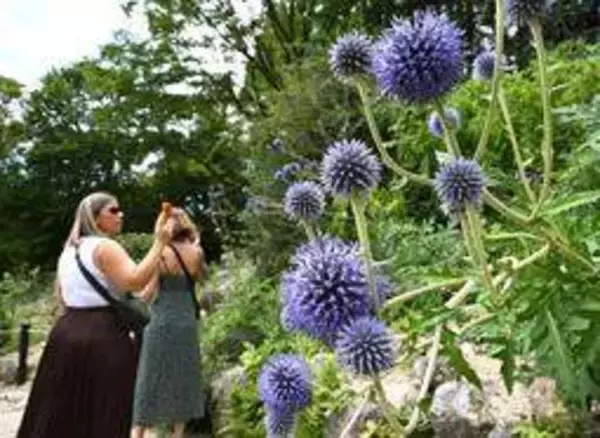 六甲高山植物園でヒゴタイ見頃　球状の部分に小さな花、初秋の雰囲気を演出　神戸