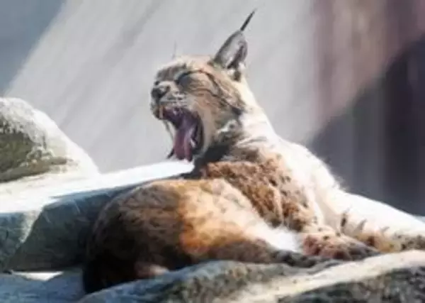 ニャン、ニャン、ニャン　2月22日は猫の日　愛きょうたっぷり、王子動物園のネコたち