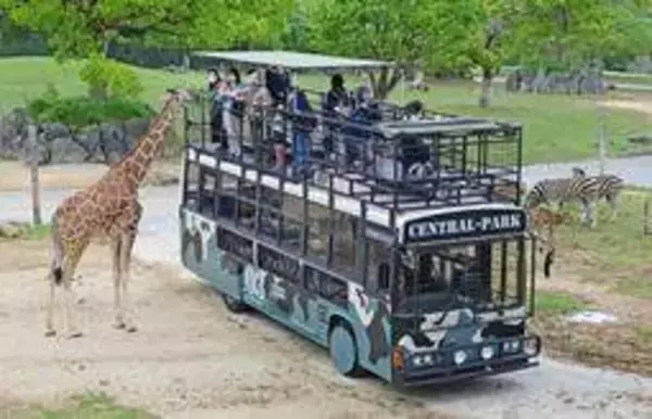 キリンやゾウ、間近に観察　国内初の新型サファリバス　屋根上に展望デッキ設置　姫セン