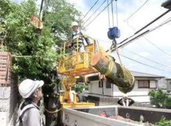 神戸・灘区の「桜のトンネル」伐採作業始まる　倒木恐れの24本　一部は希望する近隣住民に配布へ