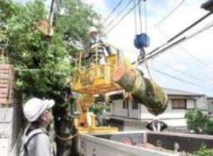 神戸・灘区の「桜のトンネル」伐採作業始まる　倒木恐れの24本　一部は希望する近隣住民に配布へ