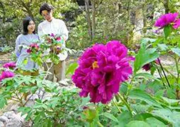 あでやか百花の王、春を染める　ボタン30品種見頃　神戸・須磨離宮公園