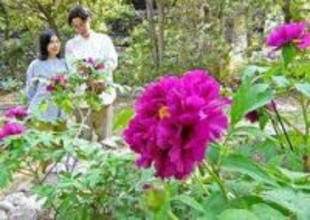 あでやか百花の王、春を染める　ボタン30品種見頃　神戸・須磨離宮公園