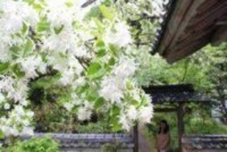 こんもり雪のよう　ナンジャモンジャの花満開　福崎・応聖寺、5月上旬まで見頃