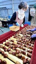 特産「丹波栗」シーズン到来　大粒でつややか、秋の味覚の最上級品「栗ご飯で味わって」