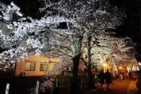 城崎温泉街で夜桜のライトアップ　川の流れる音とともに幻想的な光景を演出　25日まで