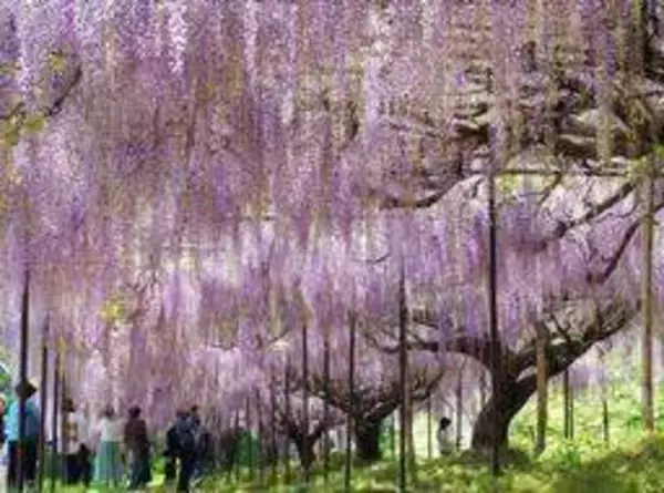 紫のしずく幾千、「九尺ふじ」が見頃　丹波市の白毫寺　