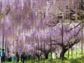 紫のしずく幾千、「九尺ふじ」が見頃　丹波市の白毫寺　