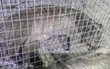 ハクビシンどこから来たの?　神戸の中央市民病院で捕獲　侵入が困難な人工島になぜ