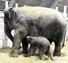姫路セントラルパークで35年ぶり、ゾウの赤ちゃん誕生　母子ともに健康、公開時期は未定