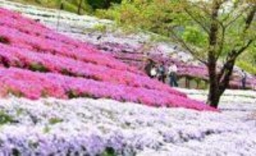 姫路にふわふわ花のじゅうたん　ヤマサ本社工場のシバザクラが見頃に　昨年は6万人来場