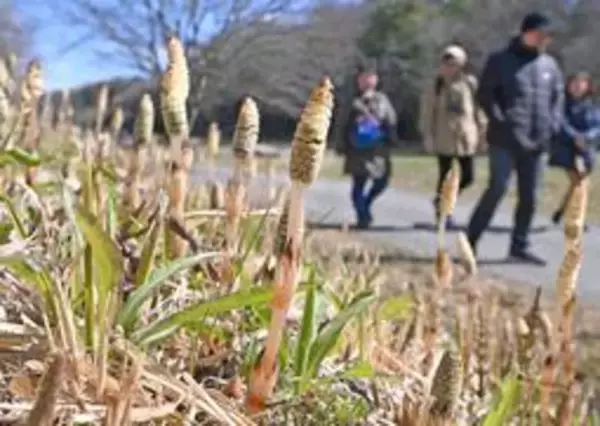 散策道にかわいらしい姿　春告げるツクシ　例年より2週間ほど早く　神戸・北区「あいな里山公園」