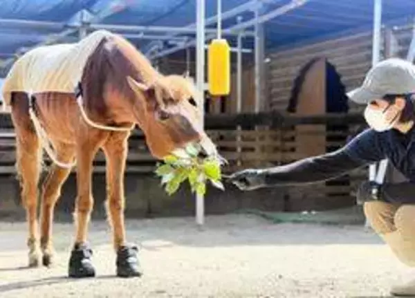 人気の雌馬「カッピー」の安楽死　病状急変、飼育員らに見守られ…　彼女らしさを最優先　神戸・王子動物園