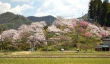 母の思い出話で聞いた桜の名所「復活させたい」　地元男性が土地買い取り数百本植樹　兵庫・三田の藍丸山城跡