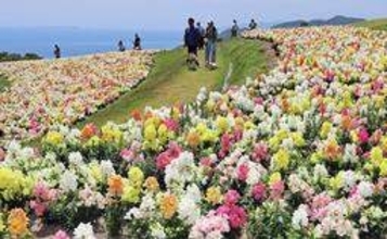 初夏の風に泳ぐキンギョソウ、青い海と共演　あわじ花さじきで2万本満開